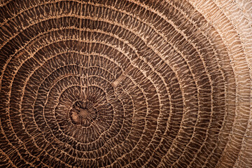Stump of oak tree felled - section of the trunk with annual rings. Slice oak wood. Wood texture on a tree cut.