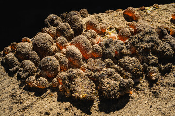 Macro shot of golden bubbles of longleaf pine resin on the outside of a turpentine barrel