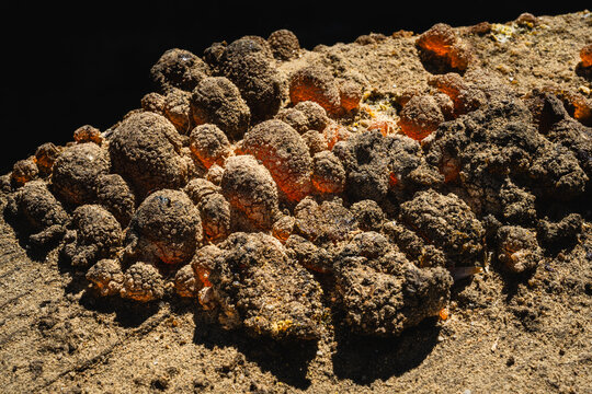 Macro shot of golden bubbles of longleaf pine resin on the outside of a turpentine barrel