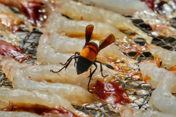 Close-up of greater banded hornet foraging on drying shrimps