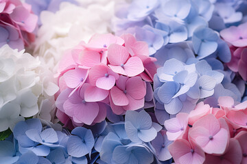 Obraz premium Spring, Happy Easter flowers background. Mother's Day. International Women's Day card, pink blue purple hydrangeas