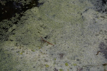Algae, phytoplankton floating freely in the water. Moorteich Berggarten, Hannover, Germany.