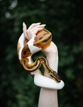 Snake on hand