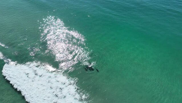 Dolphin Jumping At San Diego California United States. Fauna San Diego California. Beach Clouds Shore Sea. Shore South America Shore City Panorama Landscape. Shore Sea Ocean Bay Water.