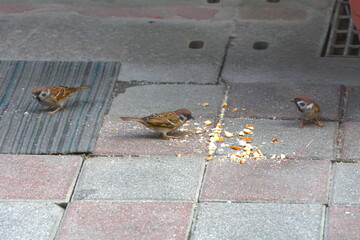Sparrow eating bread on the road