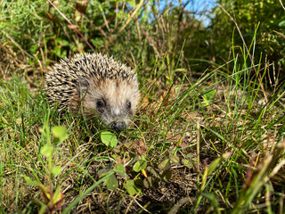 Igel vor Hecke im hohen Gras