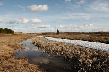 spring snow a lonely tree dry grass puddle