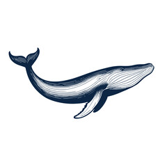 Whale illustration vector silhouette design