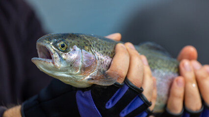 A healthy brook trout with a streamer being held in a man&rsquo;s hands.Still water trout fishing.