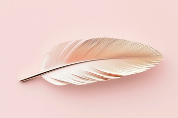 Elegant Feather on Pink Backdrop