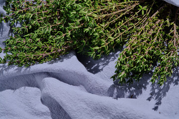 Fresh green thyme on a blue fabric background.