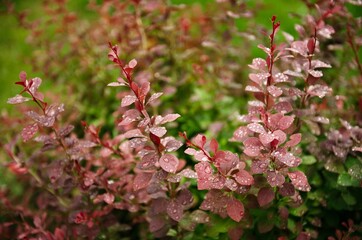 drops of water on a barberry bush