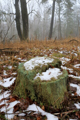 snow on old wooden stump in misty forest - 735040931