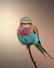 lilac roller on a branch sitting in beautiful light