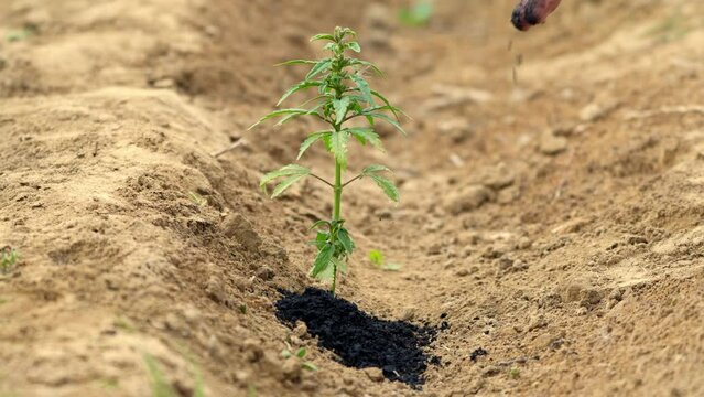 Biochar crumbles in a heap, coal particles falling, Pyrolysis, Decarbonization.