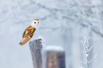 Owl in frosty morning. Barn owl, Tyto alba, perched on snowy fence at countryside. Beautiful bird...