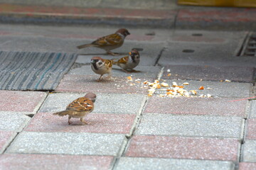 Sparrow eating bread on the road