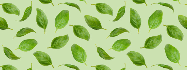 Fresh green organic basil leaves flying, isolated on green background. Creative food levitation, wide banner, header, backdrop for design. Ingredient, spice for cooking, healthy food.