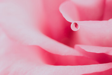 ピンクのバラの花びらに水のしずく　ビューティー背景素材