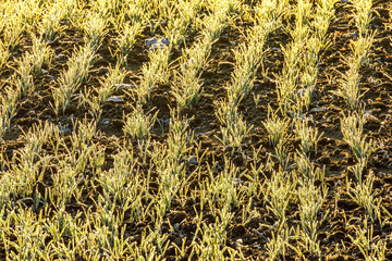Brina mattutina sul campo agricolo 