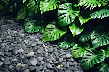 Background with large green monstera leaves contrasting with gray stones. The botanical style.