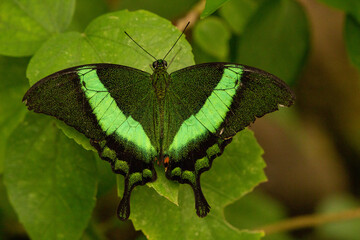 Closeup shot of Papilio palinurus, the emerald swallowtail on a green leaf