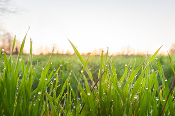 Brina mattutina sul campo agricolo 