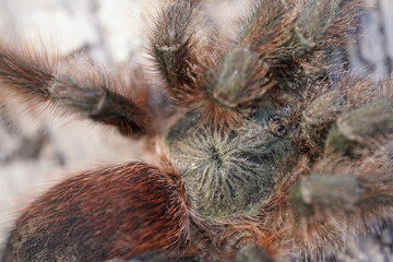 Detail of the head of a pink-toed tarantula Avicularia avicularia. Wildlife spider in Amazon rainforest near the village Solimoes, Rio Tapajos, Para State, Brazil.