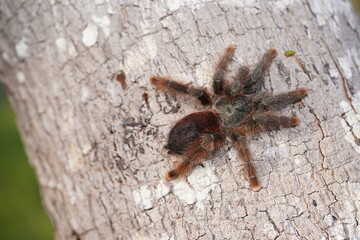 Pink toed Tarantula Avicularia avicularia. Wildlife spider in Amazon rainforest near the village Solimoes, Rio Tapajos, Para State, Brazil.