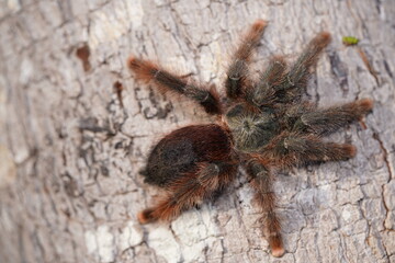 Pink toed Tarantula Avicularia avicularia. Wildlife spider in Amazon rainforest near the village Solimoes, Rio Tapajos, Para State, Brazil.