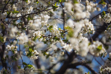 White beautiful flowers the fruit tree. Close up of spring flowering cherry tree branch. Spring blooming sakura cherry flowers branch. 