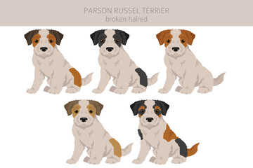 Parson Russel terrier broken haired puppy clipart. Different poses, coat colors set