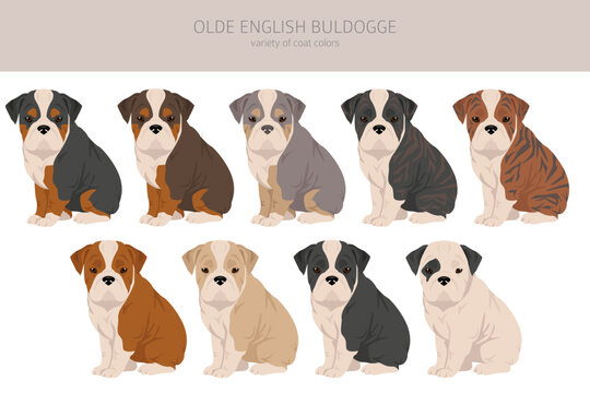 Olde English Bulldogge, Leavitt Bulldog puppies clipart. Different poses, coat colors set