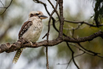 Kookaburra on a branch