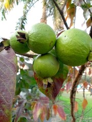 flowers guava and different types of beautiful plants