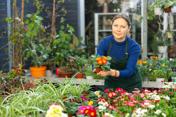 Fototapeta na wymiar Female gardener tending to potted primula in container garden