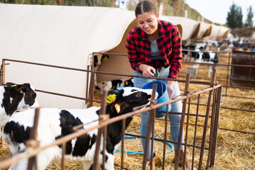 Interested young girl engaged in cow breeding, caring for small calves in open stall, watering them from bucket.. © JackF