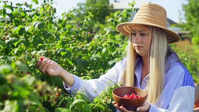 A woman, wearing a sun hat, leisurely picks raspberries from a bush, surrounded by grass and trees, enjoying her drink and travel.