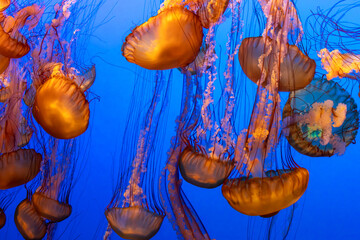 Pacific Sea Nettle Jellyfish Chrysaora fuscescens