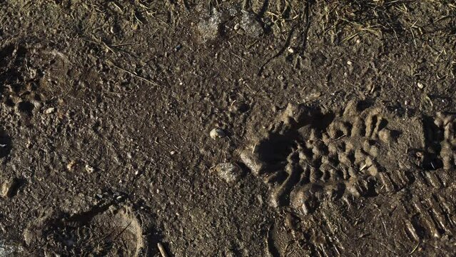 Shoe marks left by a person on dirty wet ground. Close-up