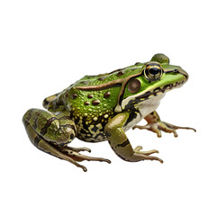 green frog isolated on white or transparent background 