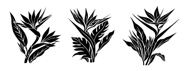 Set of Strelitzia, Bird of Paradise flower silhouettes. Tropic outline floral illustration. Exotic botanical black outline drawing. Vector design for logo, tattoo, wall art, packaging isolated.