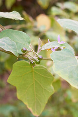 close-up of turkey berry in the garden, solanum torvum, aka pokak, thibbatu, pea eggplant, devils fig or wild eggplant, small round fruits used in cooking, selective focus with copy space