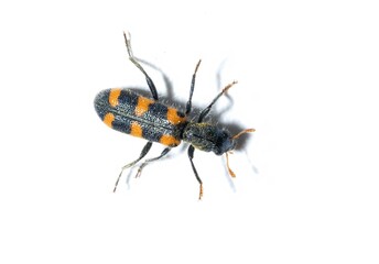 Trichodes punctatus is a species of checkered beetle in the family Cleridae, studio shot , isolated on white background