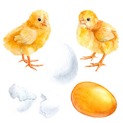 Little Chickens, Eggs and The Shell. Yellow set of aquarelle elements