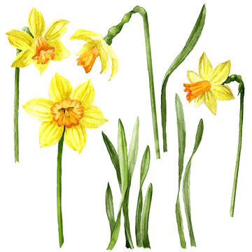  Set of Narcissus  and its leaves