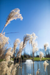 Fiori di stagione in controluce 