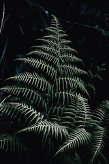 green fern leaves