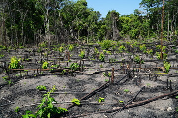 Obraz premium Panoramic view of an Amazon rainforest area recently destroyed by slash and burn. The flora and fauna will not return, only cassava cultivation for a short time, then sand desert. Para estate, Brasil.