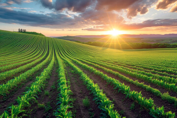 Sunset over the farm field. Agriculture and industry concept.